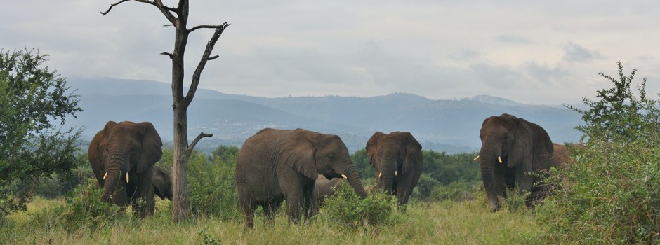 08 IMG_1785 Éléphants dans le Hluhluwe Umfolozi Park.JPG